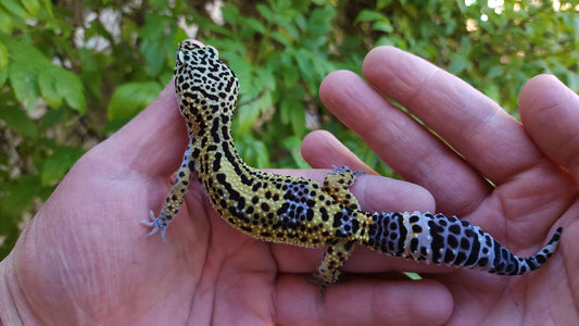 Female Pure Black Night Leopard Gecko (Low Black)