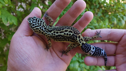 Female Pure Black Night Leopard Gecko (Medium Black)