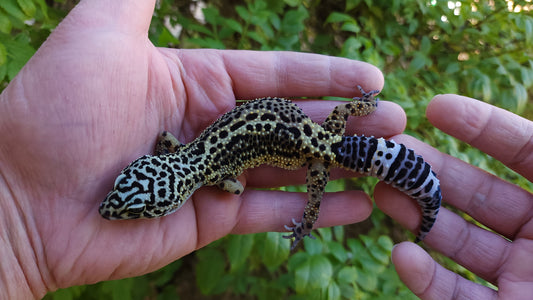 Female Pure Black Night Leopard Gecko (Medium Black)