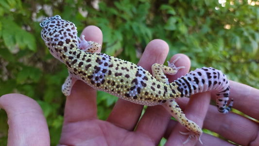 Female Pure Fasciolatus Leopard Gecko