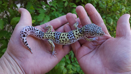 Male Pure Fasciolatus Leopard Gecko