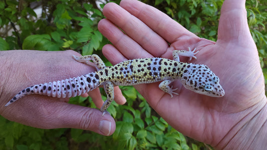 Male Pure Fasciolatus Leopard Gecko