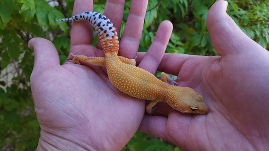 Female Mandarin Inferno Cross Leopard Gecko