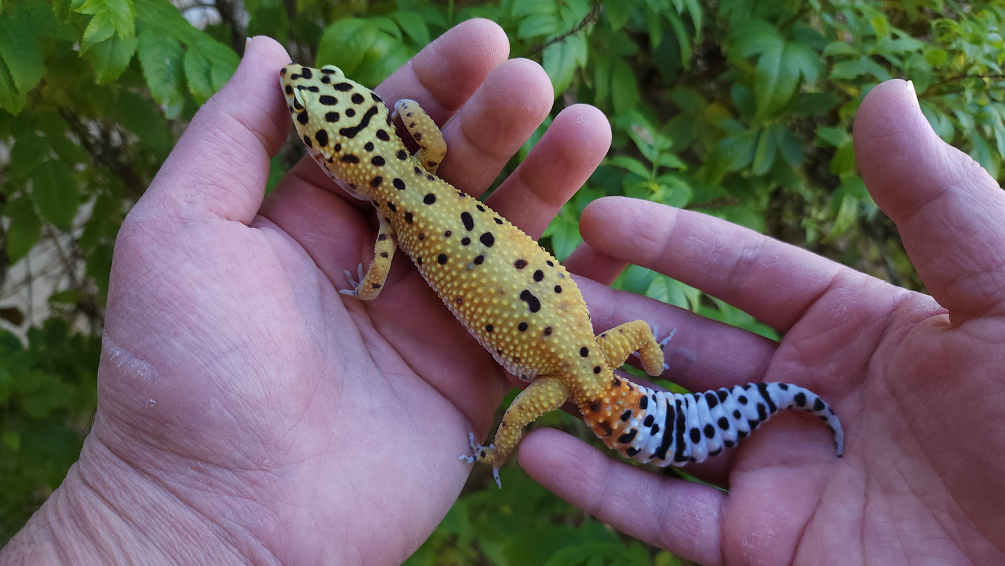 Female Inferno Hyper Xanthic Bold Emerine Cross Leopard Gecko