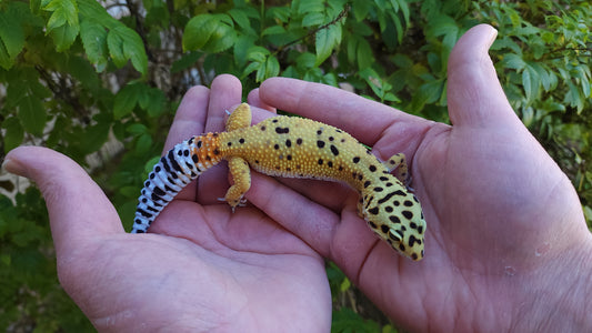 Female Inferno Hyper Xanthic Bold Emerine Cross Leopard Gecko