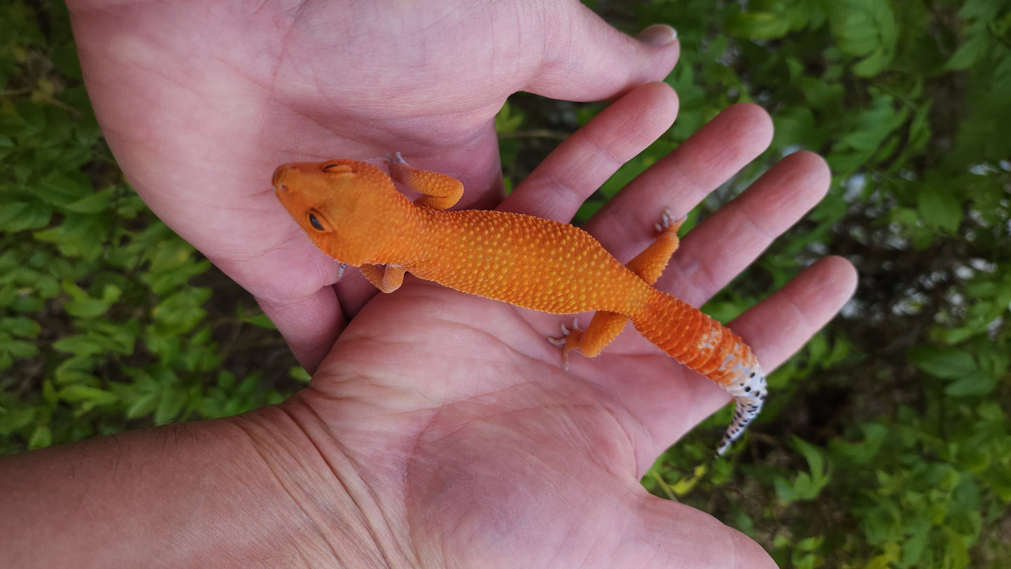 Female Mandarin Inferno Tangerine Cross Leopard Gecko *Holdback Release*