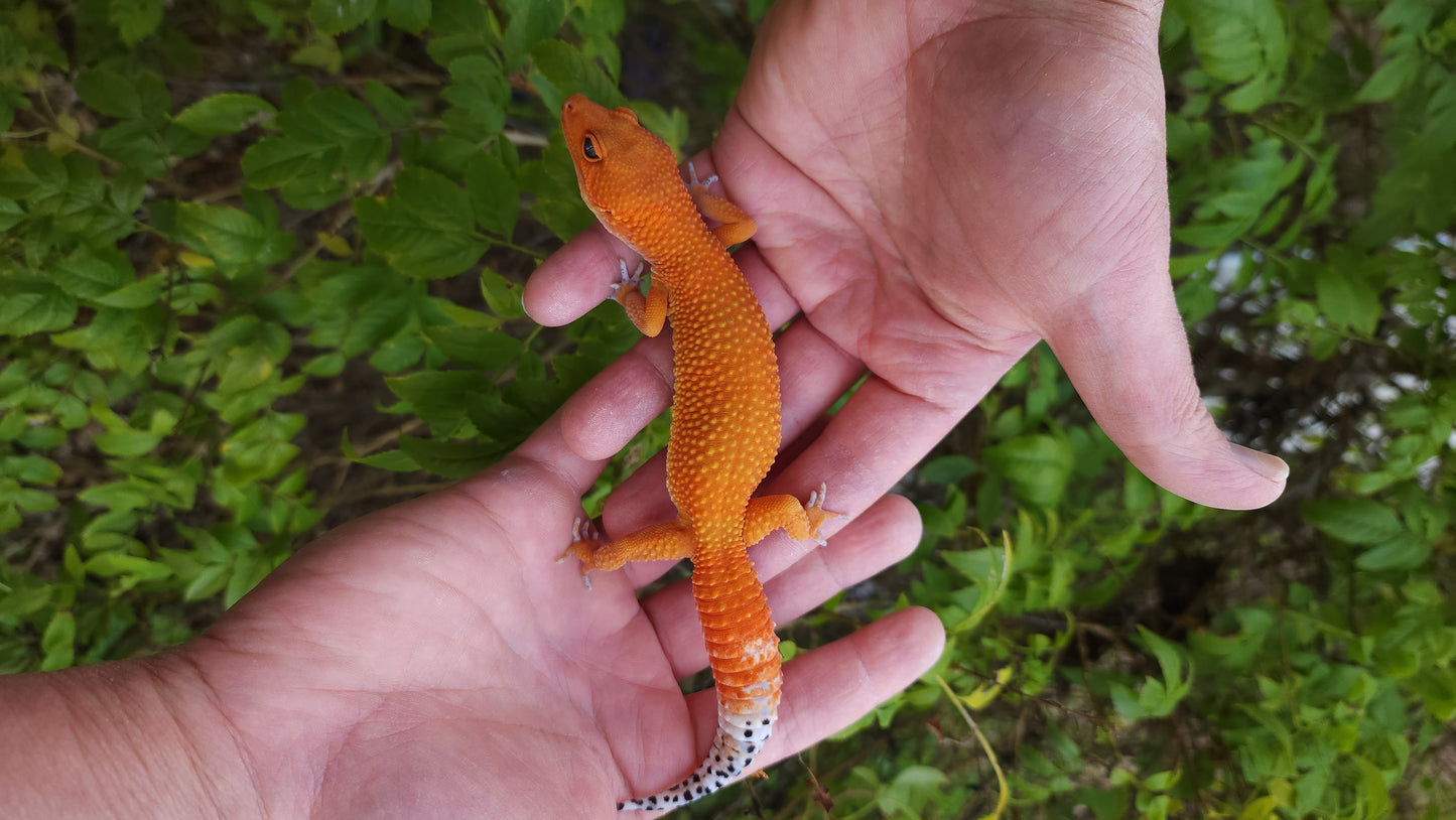 Female Mandarin Inferno Tangerine Cross Leopard Gecko *Holdback Release*