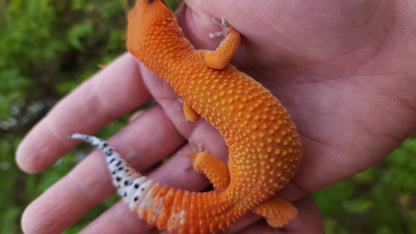 Female Mandarin Inferno Tangerine Cross Leopard Gecko *Holdback Release*