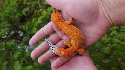 Female Mandarin Inferno Tangerine Cross Leopard Gecko *Holdback Release*