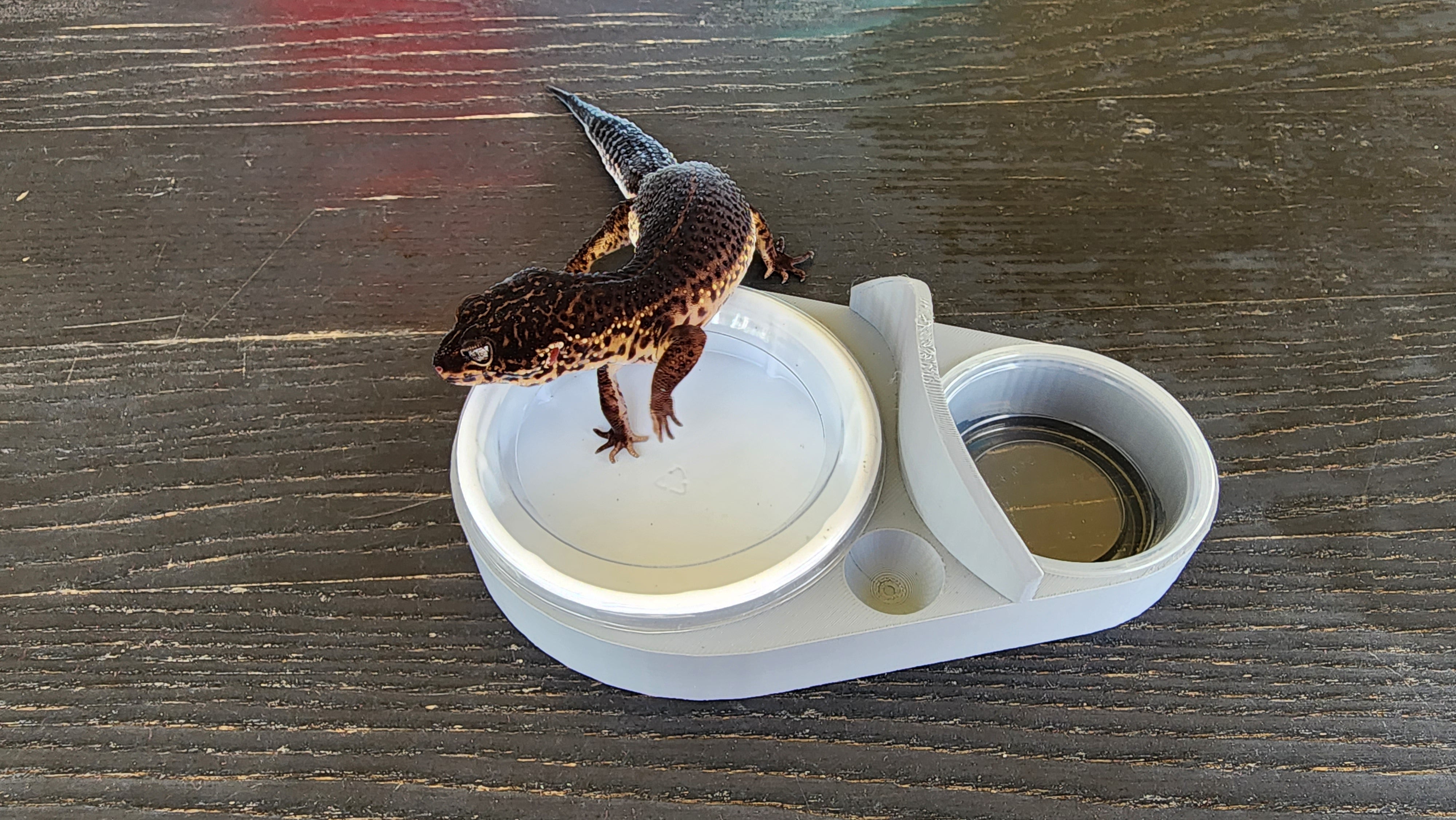 Water dish for outlet leopard gecko