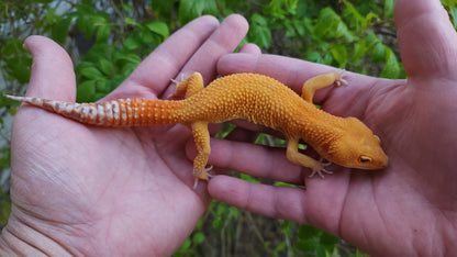 Male Mandarin Inferno Tangerine Cross Tremper Albino High Carrot Tail Leopard Gecko (Light Eye Crinkles)