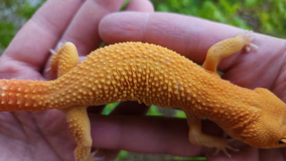 Male Mandarin Inferno Tangerine Cross Tremper Albino High Carrot Tail Leopard Gecko (Light Eye Crinkles)