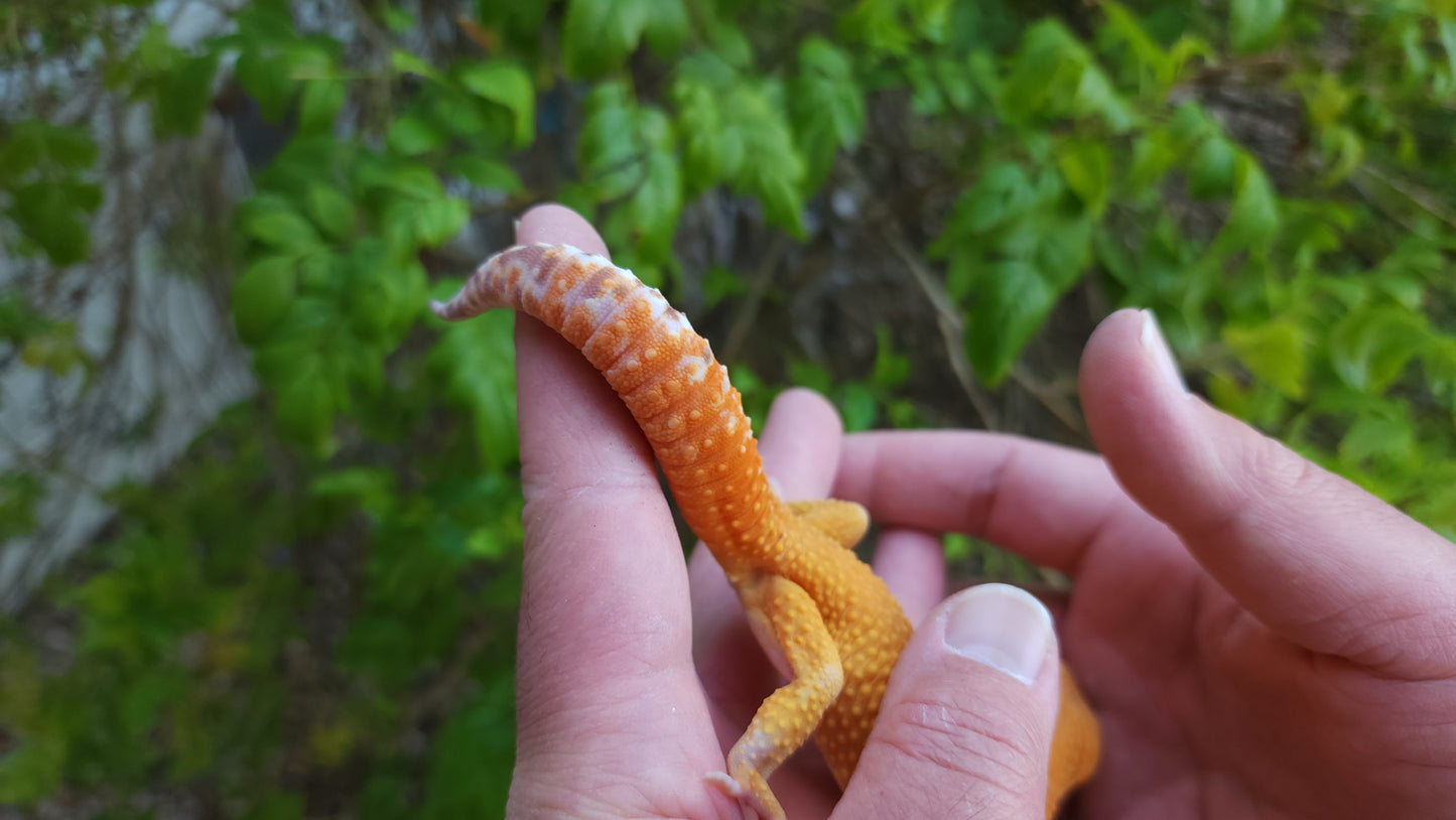 Male Mandarin Inferno Tangerine Cross Tremper Albino High Carrot Tail Leopard Gecko (Light Eye Crinkles)