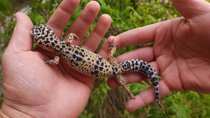 Female Bold White & Yellow Leopard Gecko