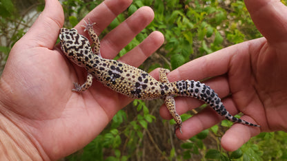 Female Bold White & Yellow Leopard Gecko