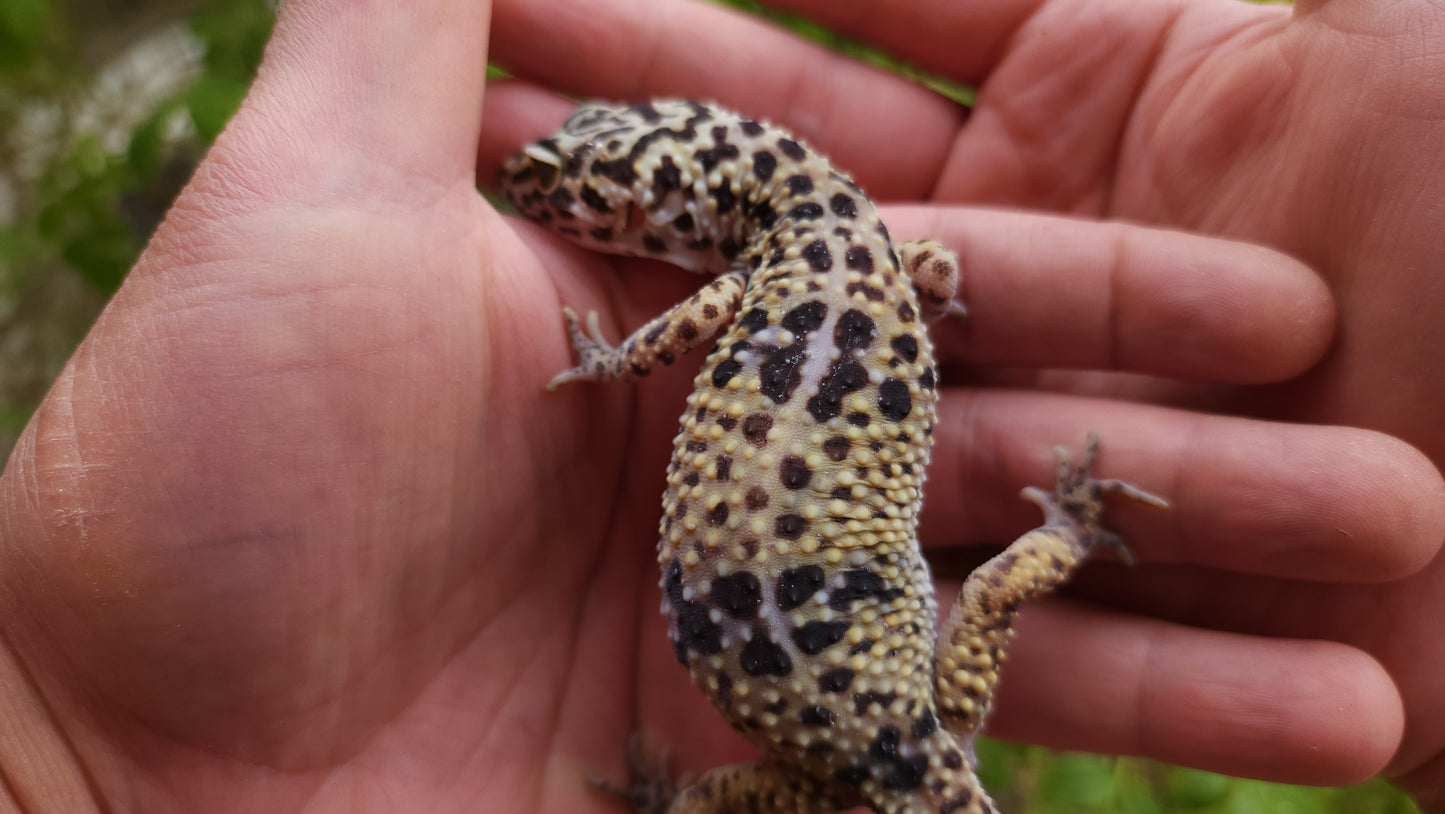 Female Bold White & Yellow Leopard Gecko