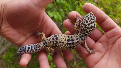 Female Bold White & Yellow Leopard Gecko