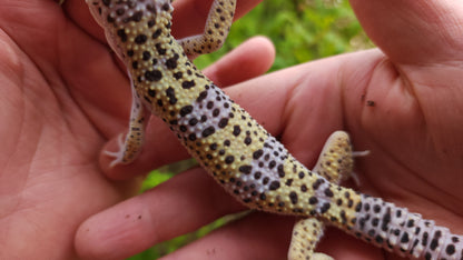 Male Pure Fasciolatus Leopard Gecko