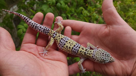 Male Pure Fasciolatus Leopard Gecko