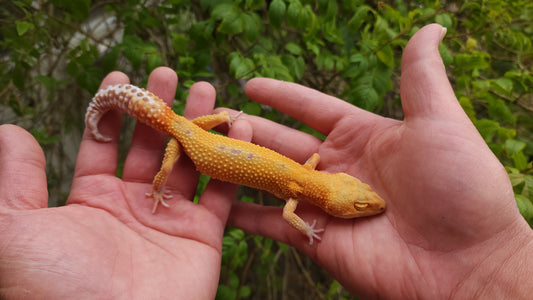 Female Inferno Tangerine Tremper Albino Reverse Stripe Leopard Gecko (Backwards Arm, Unique Pupil, & Small, Pet)