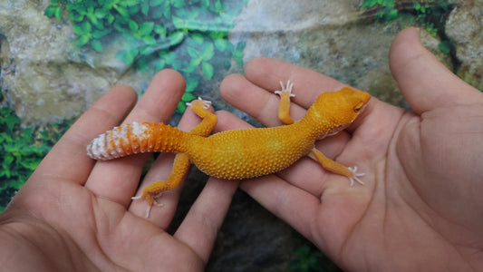 Female Mandarin Inferno Tangerine Tremper Albino Leopard Gecko