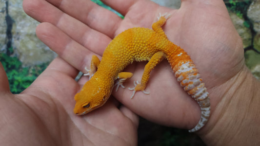 Female Mandarin Inferno Tangerine Emerine Tremper Albino Leopard Gecko