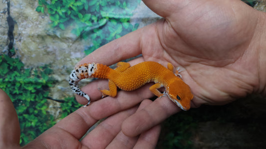 Female Mandarin Inferno Tangerine Leopard Gecko (Generation 2)