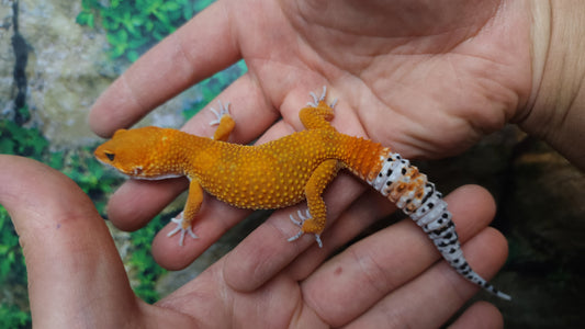 Female Mandarin Inferno Tangerine Emerine Leopard Gecko