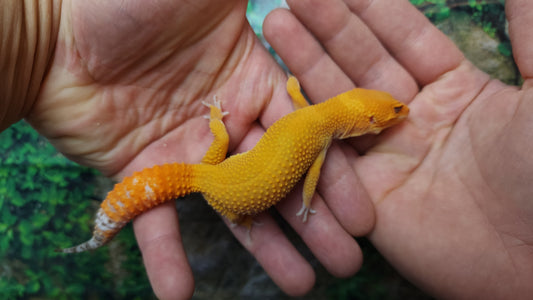 Female Mandarin Inferno Tangerine Emerine Tremper Albino Leopard Gecko (Good Carrot Tail)