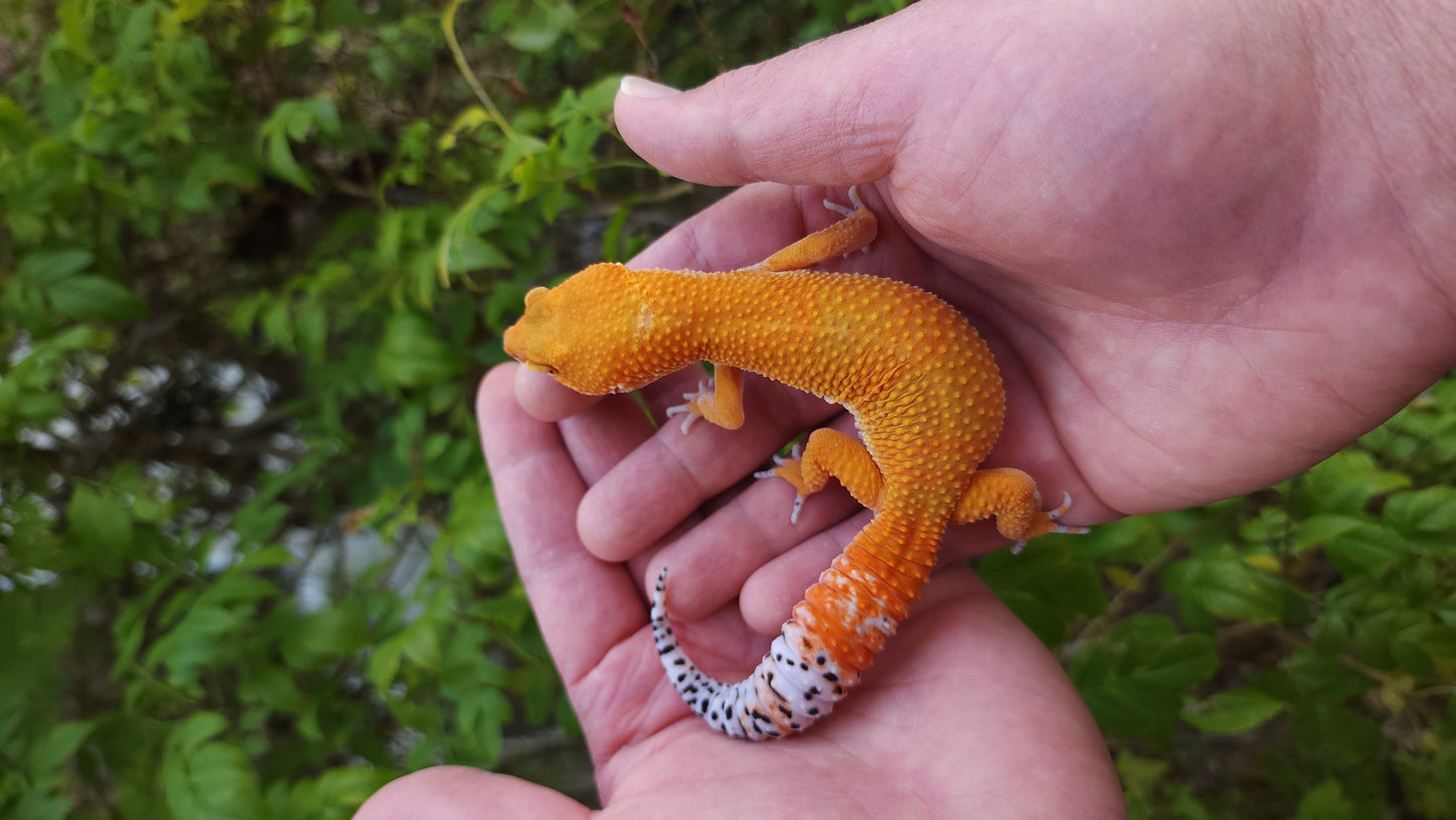 Male Manferno (Mandarin Inferno) "Banded Tiger" Leopard Gecko