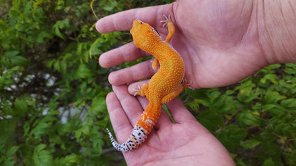 Male Manferno (Mandarin Inferno) "Banded Tiger" Leopard Gecko