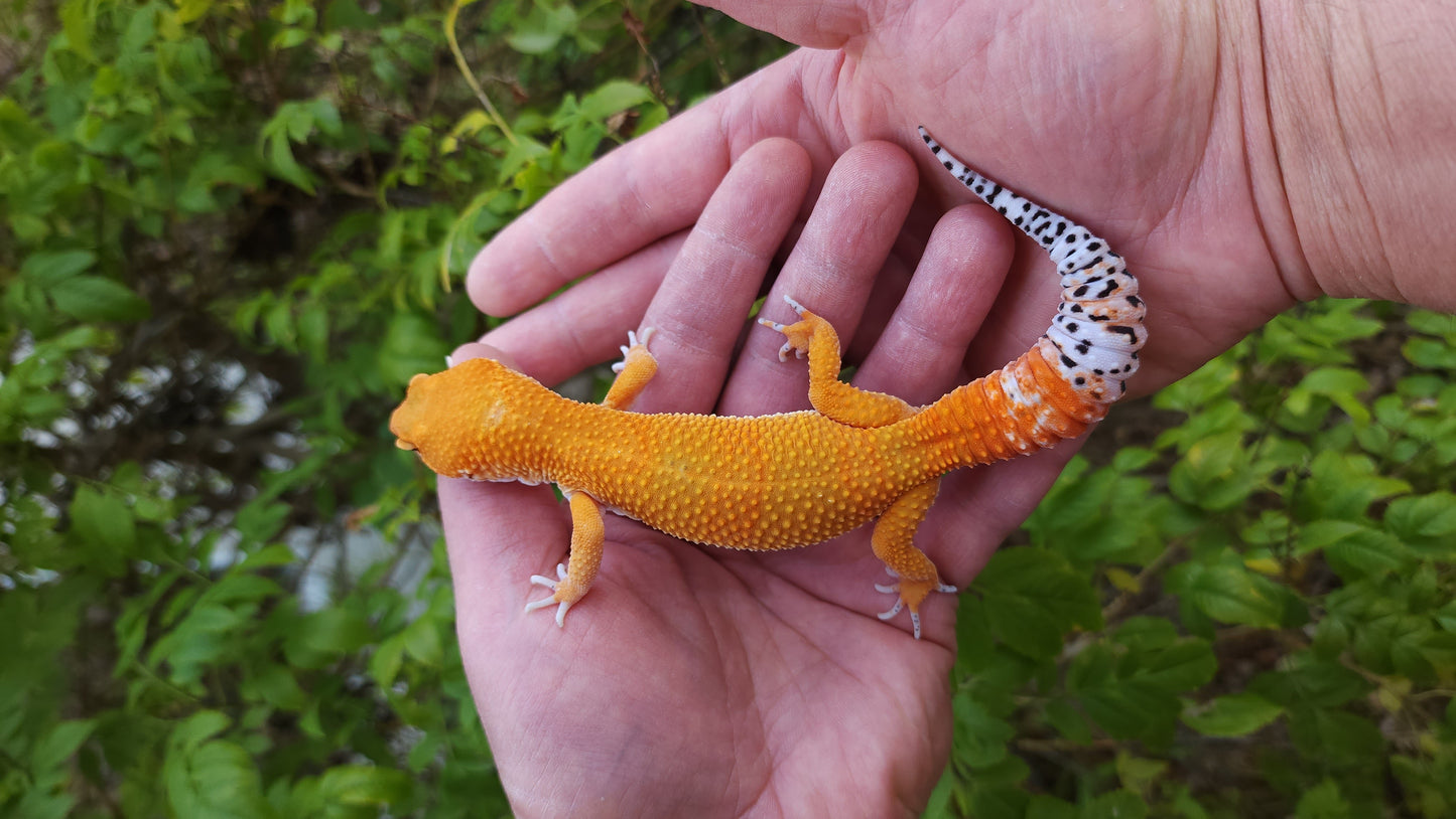 Male Manferno (Mandarin Inferno) "Banded Tiger" Leopard Gecko